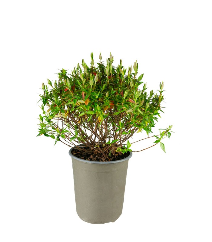 Abelia Grandiflora – Arbusto Compatto H 45 cm, Vaso 18 cm