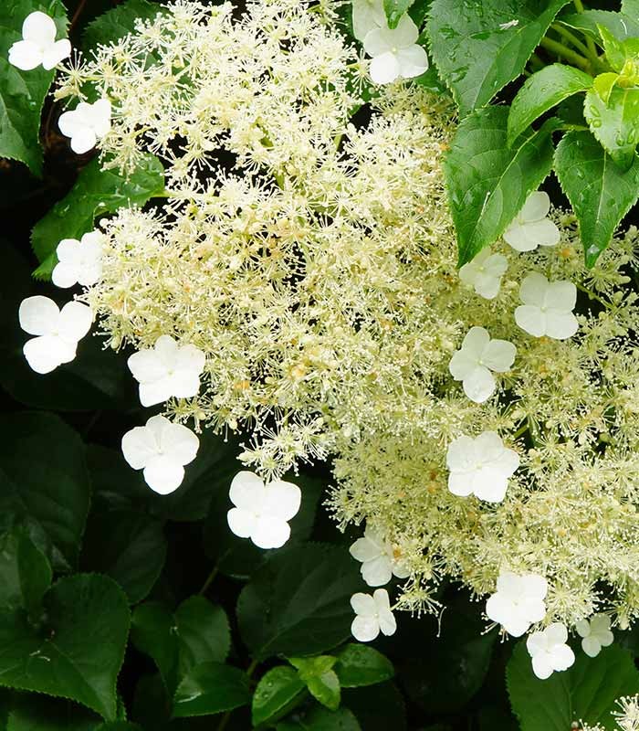 Ortensia Rampicante – Hydrangea Petiolaris H 55 cm, Vaso 16 cm