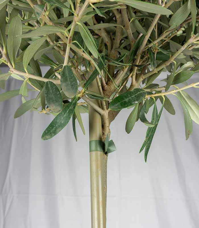 Olivo – Pianta di Ulivo H 90 cm, Vaso 18 cm | Sempreverde Elegante