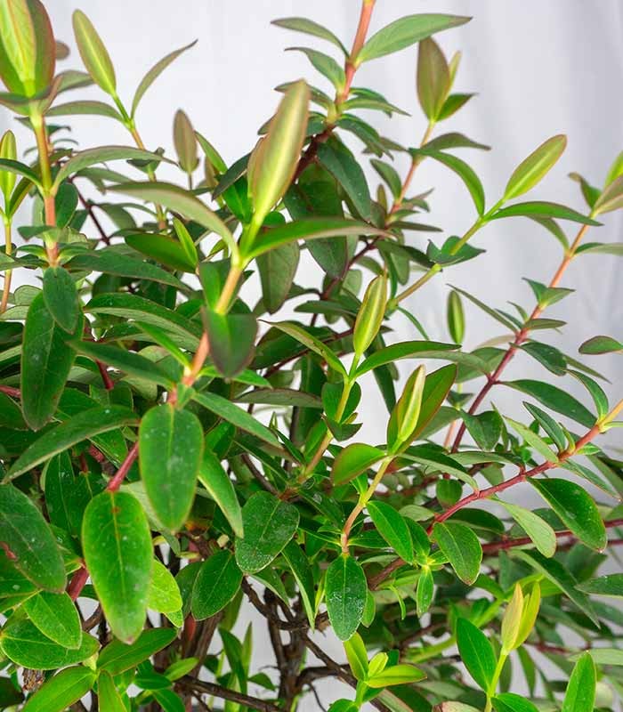 Hypericum Henryi Hidcote – Arbusto Fiorito H 50 cm, Vaso 18 cm