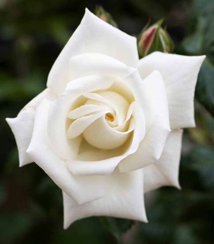 New Dawn Rosa – Fioritura Abbondante e Resistente