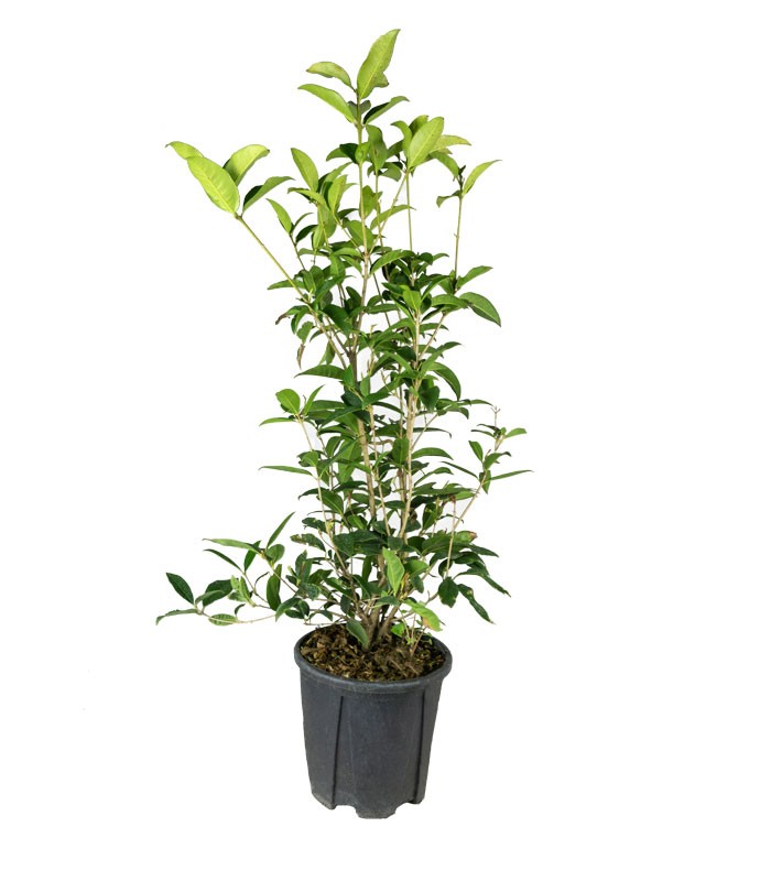 Osmanthus Fragrans Aurantiacus – Arbusto Sempreverde Fiorito