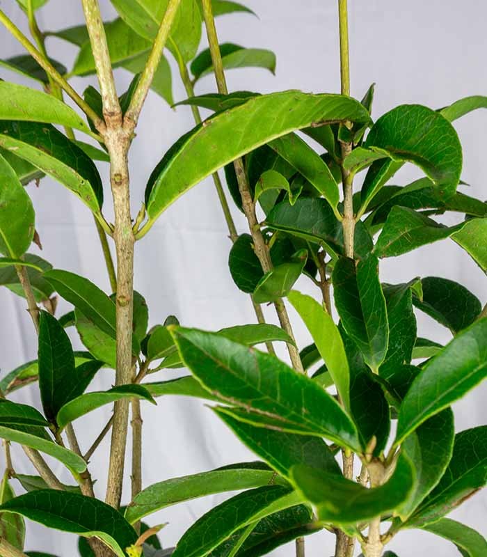 Osmanthus Fragrans Aurantiacus – Arbusto Sempreverde Fiorito
