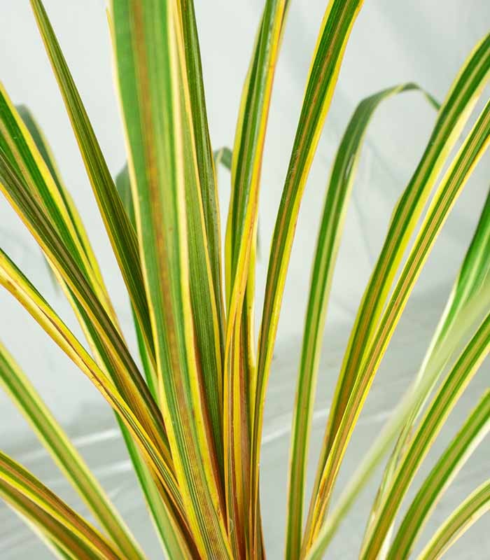Cordyline Australis – Pianta Ornamentale H 65 cm, Vaso 16 cm