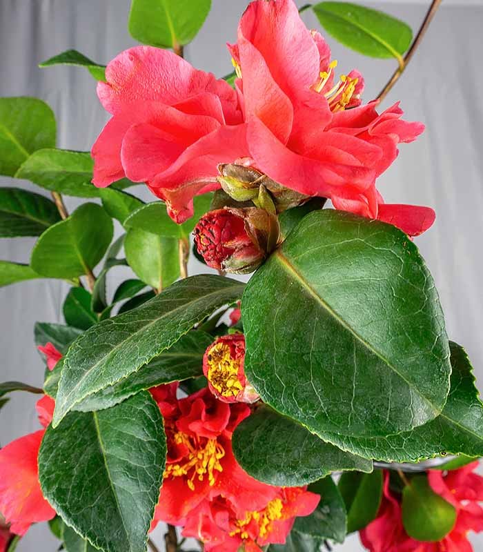 Camelia Japonica – Arbusto Fiorito Rosa e Rosso H 90 cm, Vaso 18 cm