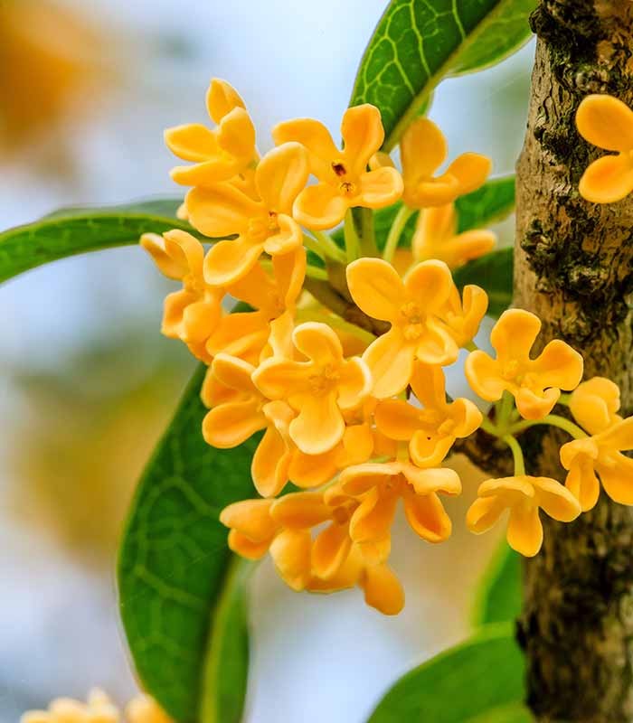 Osmanto Odoroso – Osmanthus Fragrans Bianco e Giallo H 60 cm, Vaso 18 cm