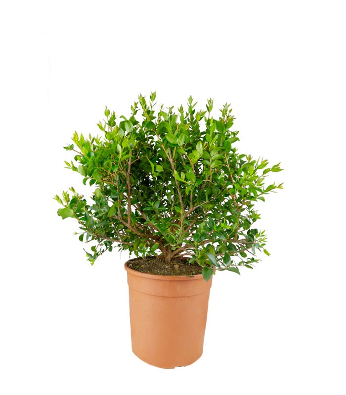 Pianta di Mirto Sempreverde in Vaso Ø18 cm – Altezza 50 cm