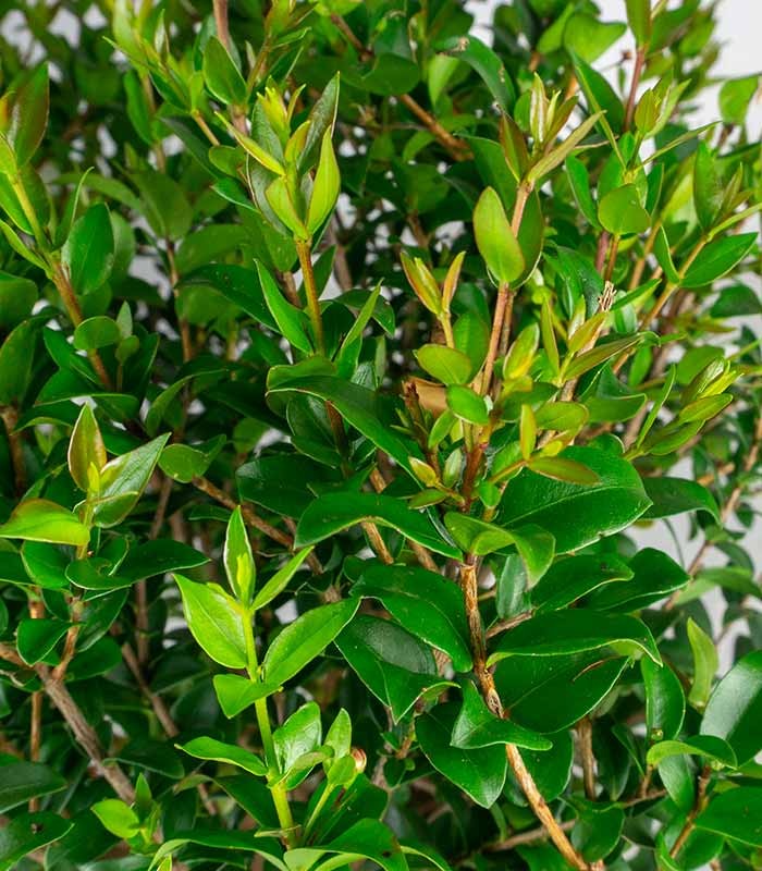 Pianta di Mirto Sempreverde in Vaso Ø18 cm – Altezza 50 cm