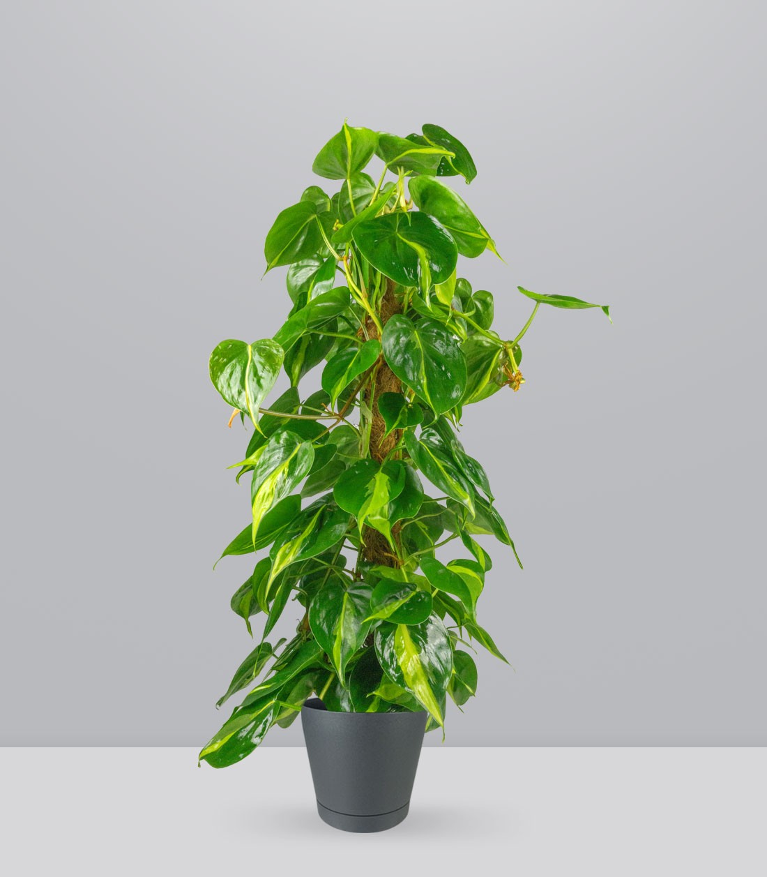 Filodendro Scandens Brazil | 90 cm