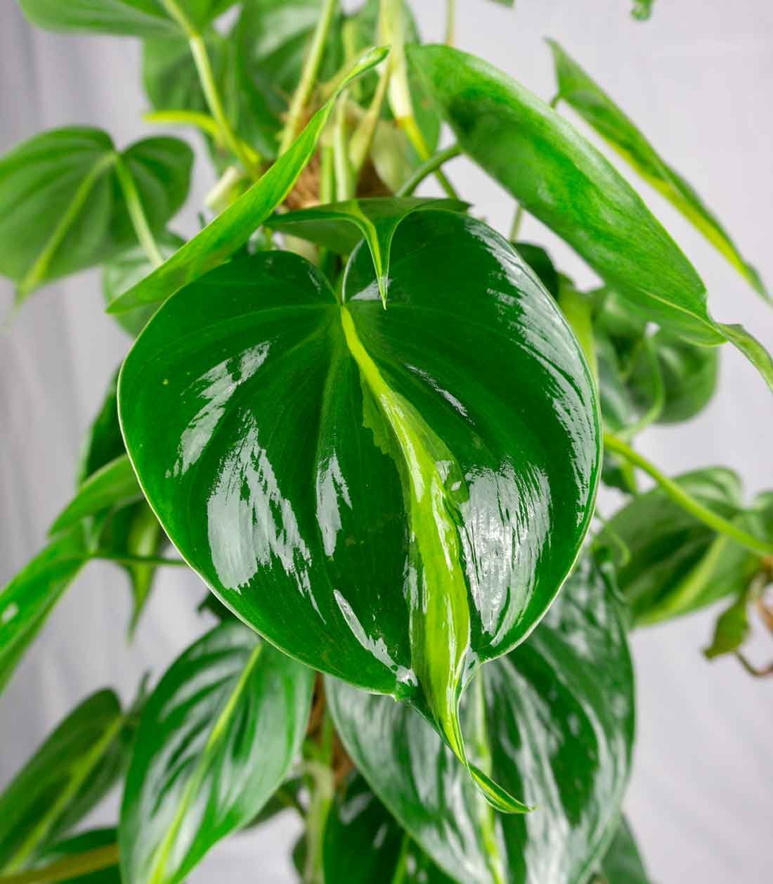 Filodendro Scandens Brazil | 90 cm