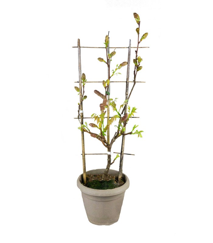 Glicine Okayama Fuji in Vaso Ø22 H70 cm