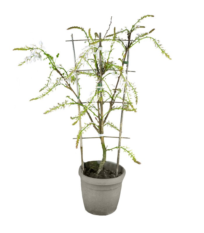 Glicine Prolific in Vaso Ø22 H70 cm – Bianco o Viola