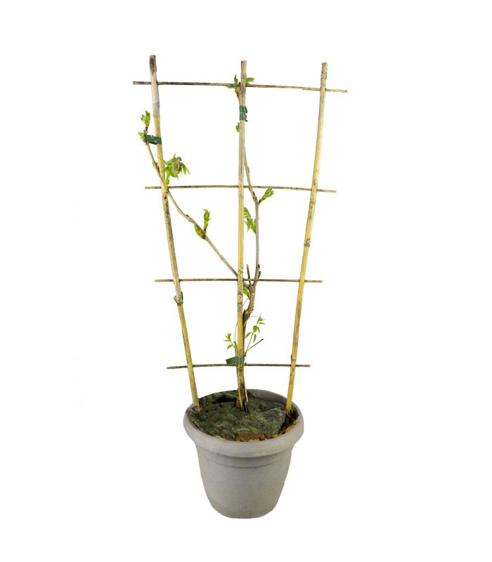 Glicine Prolific in Vaso Ø22 H70 cm – Bianco o Viola