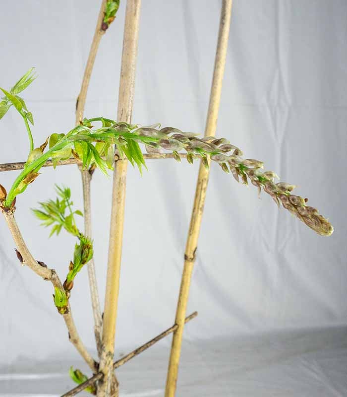Glicine Prolific in Vaso Ø22 H70 cm – Bianco o Viola