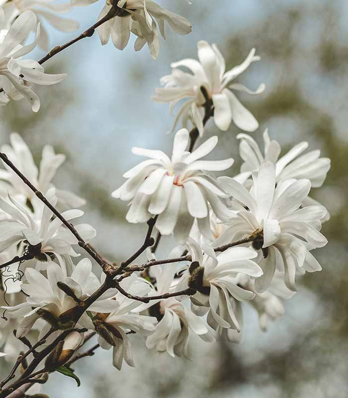 Magnolia stellata in Vaso Ø18 cm – H60 cm