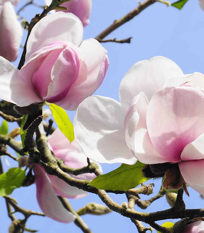 Magnolia soulangeana in Vaso Ø18 cm – H60 cm