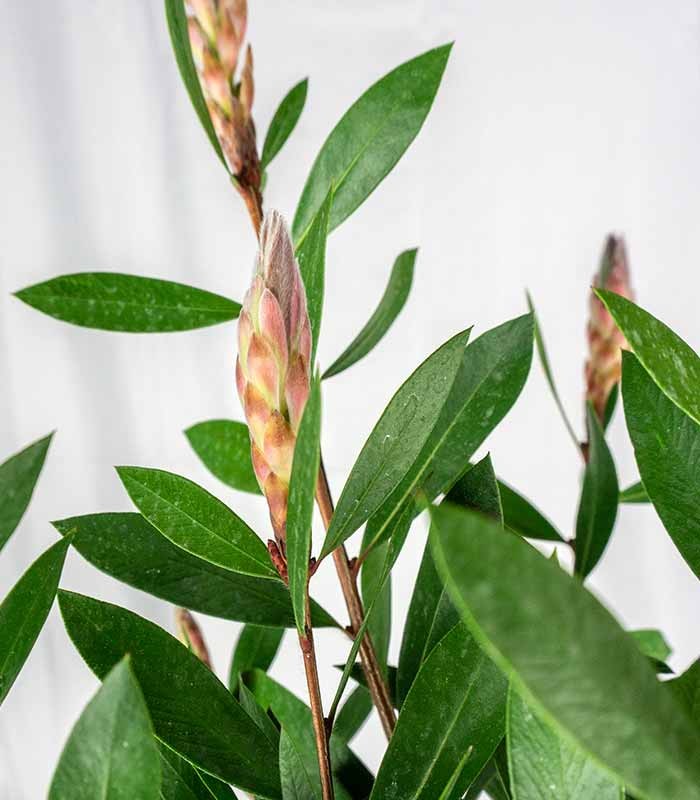 Callistemon laevis in Vaso Ø20 – H80 cm