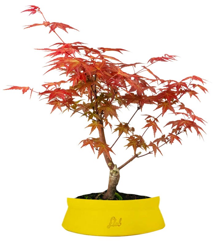 Acero Rosso L