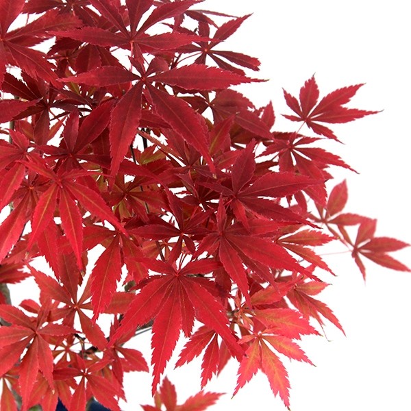 Acero Rosso L