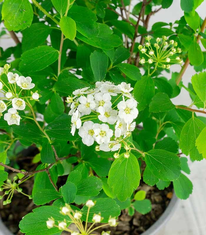 Spiraea x vanhouttei – Arbusto Fiorito in Vaso Ø18 H55 cm