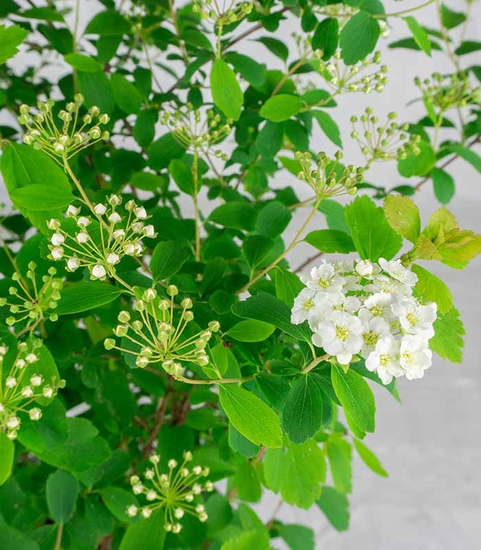Spiraea x vanhouttei – Arbusto Fiorito in Vaso Ø18 H55 cm