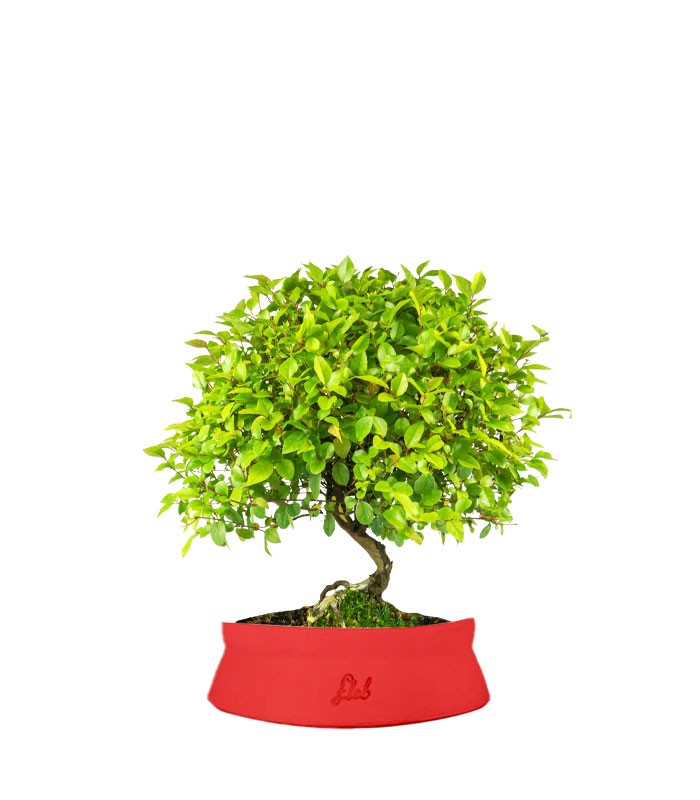 Sageretia Bonsai