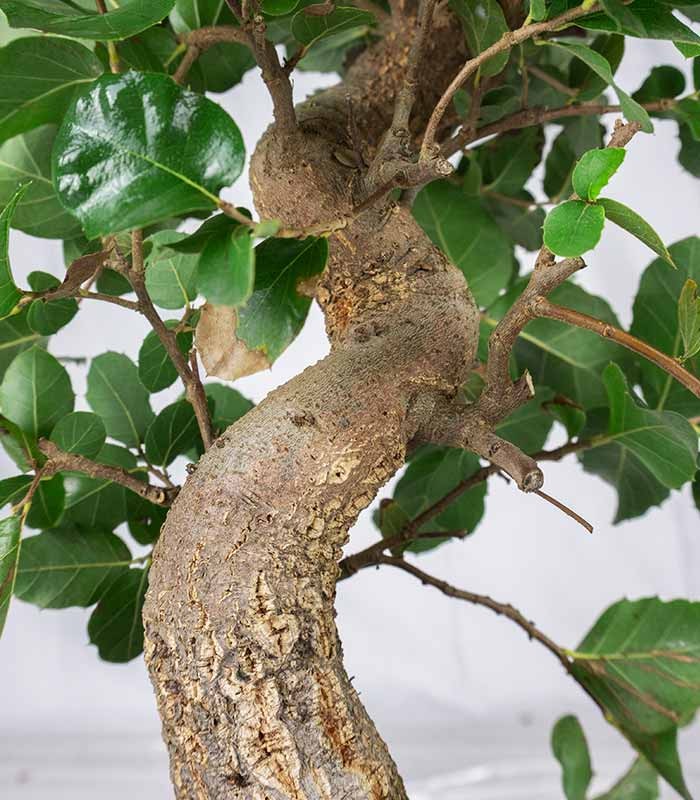 Bonsai Quercia Sughera 14 anni | Esemplare unico 2