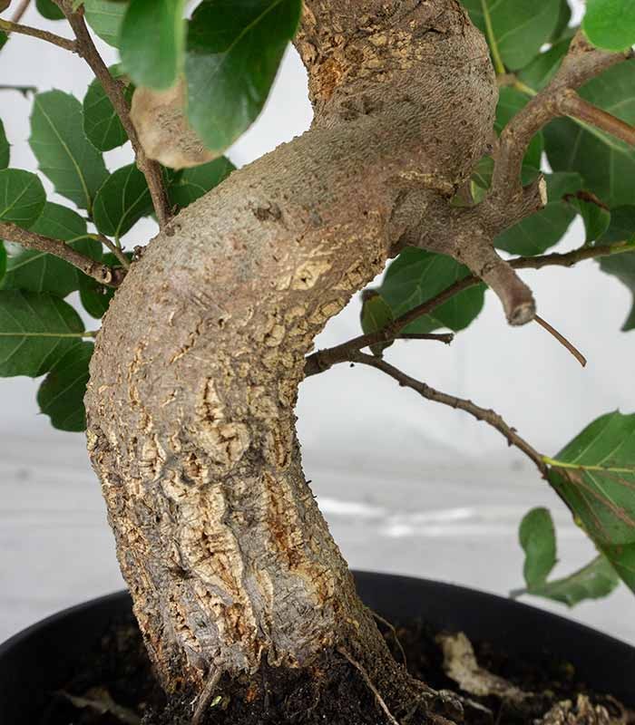 Bonsai Quercia Sughera 14 anni | Esemplare unico 2
