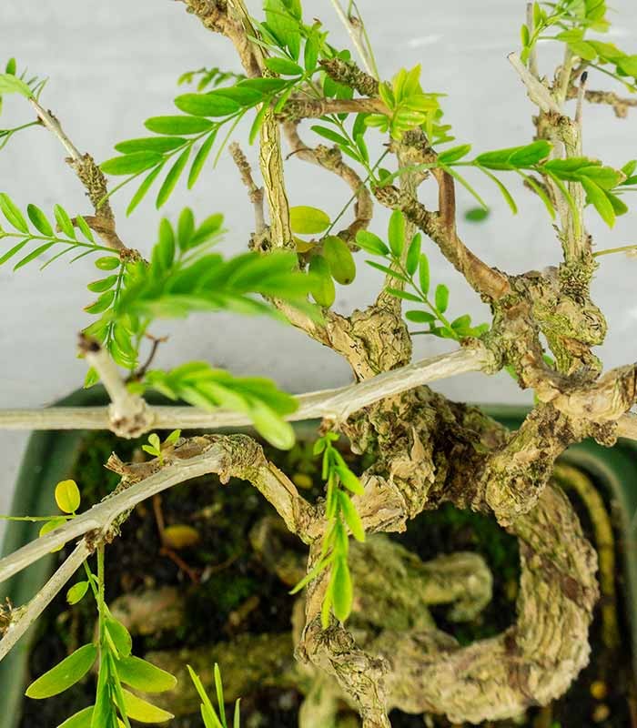 Bonsai Sesbania punicea – 14 anni – H25 cm