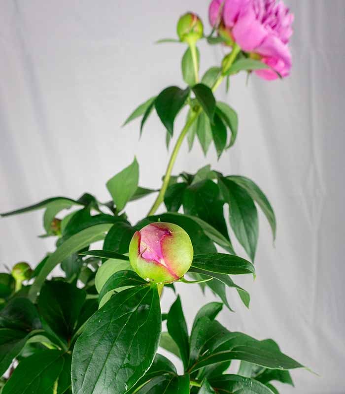 Peonia in Vaso Ø18 H75 cm – Bianca o Rosa