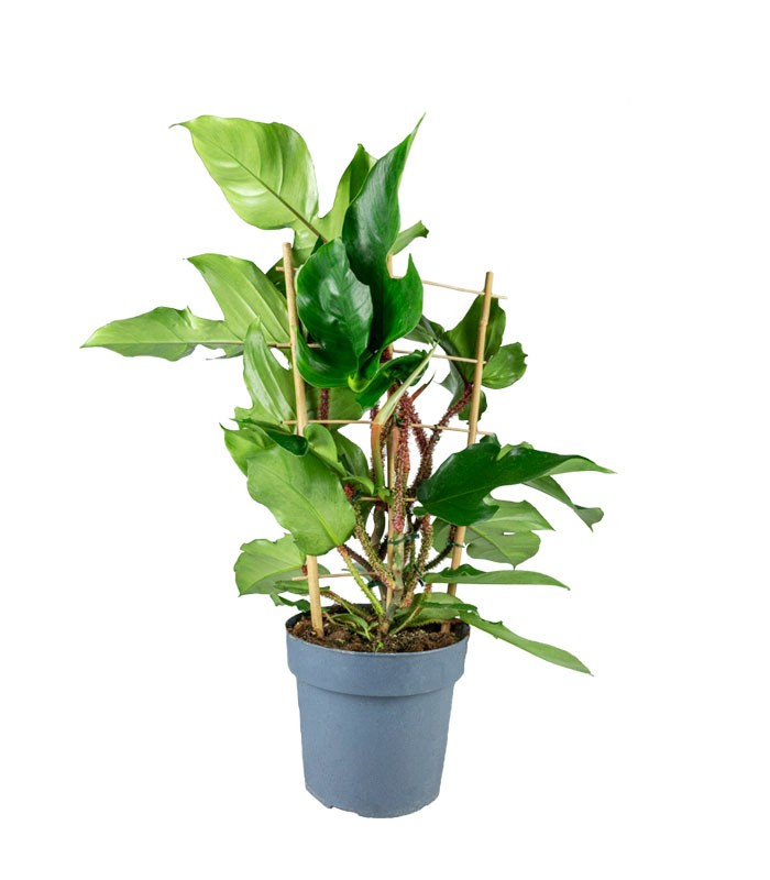 Filodendro squamiferum con Spalliera – Vaso Ø21 H65 cm