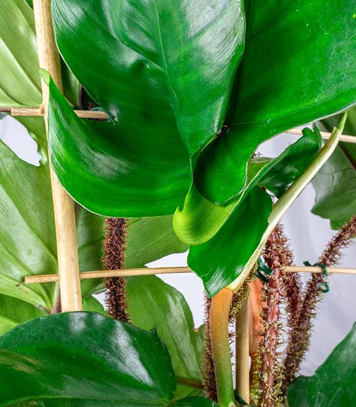 Filodendro squamiferum con Spalliera – Vaso Ø21 H65 cm