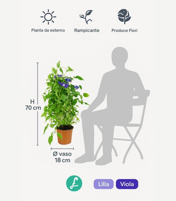 Clematis Rampicante in Vaso Ø18 – H70 cm