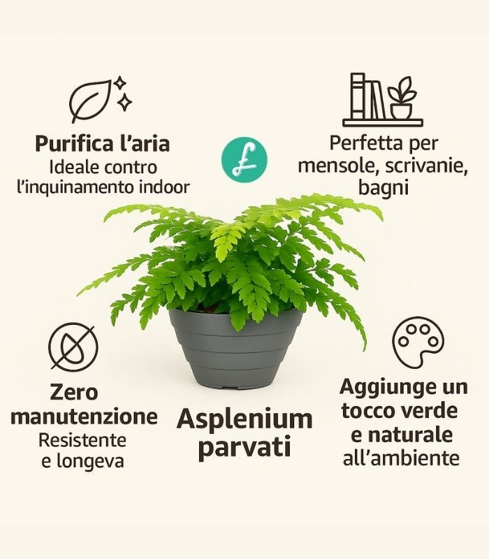 Asplenium parvatii