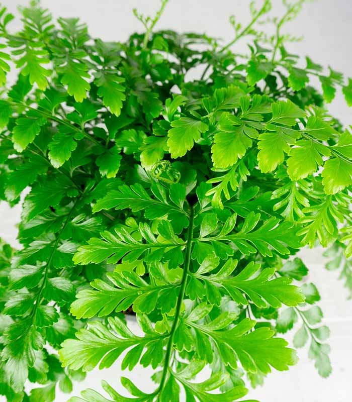 Asplenium parvatii