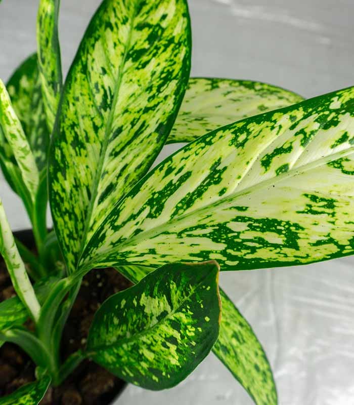 Dieffenbachia Vesuvio