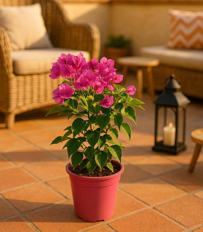 Bougainvillea Vera - Ø 14 cm H 40 cm