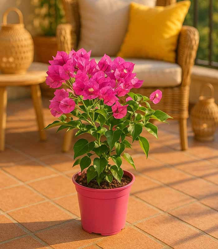 Bougainvillea Vera - Ø 14 cm H 40 cm