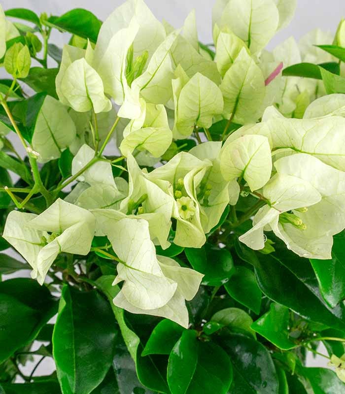 Bougainvillea Vera - Ø 14 cm H 40 cm