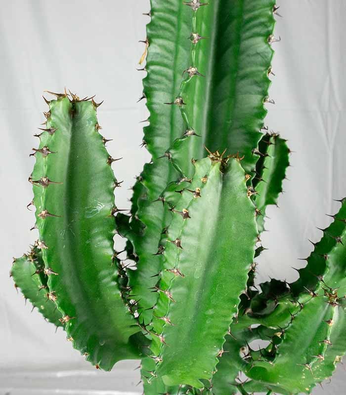 Euphorbia eritrea – H90 cm in Vaso Ø18