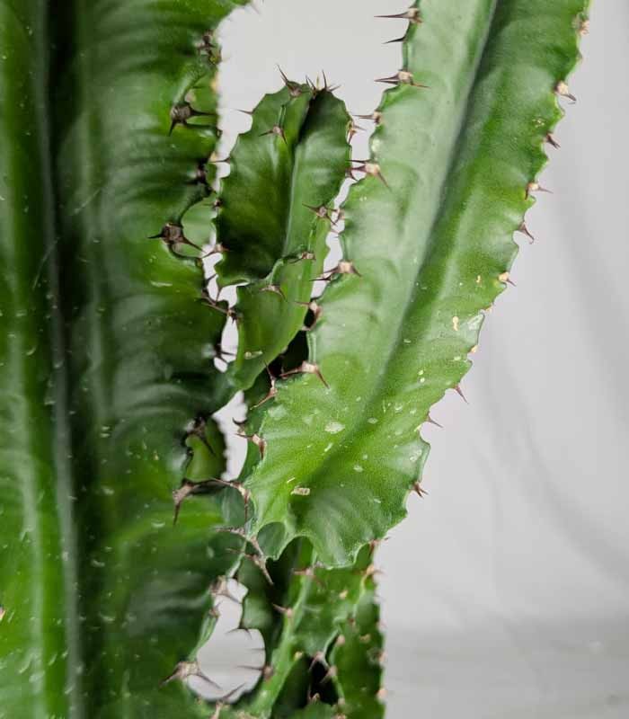 Euphorbia eritrea – H100 cm in Vaso Ø20