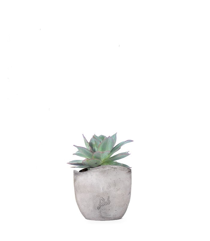 Echeveria subrigida