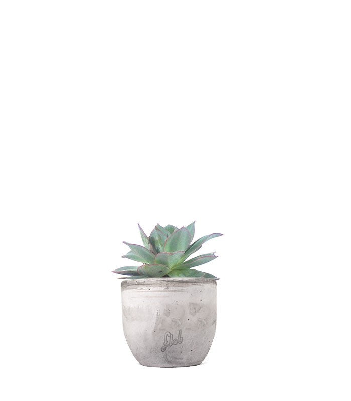 Echeveria subrigida