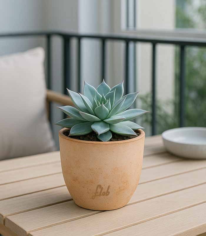 Echeveria subrigida