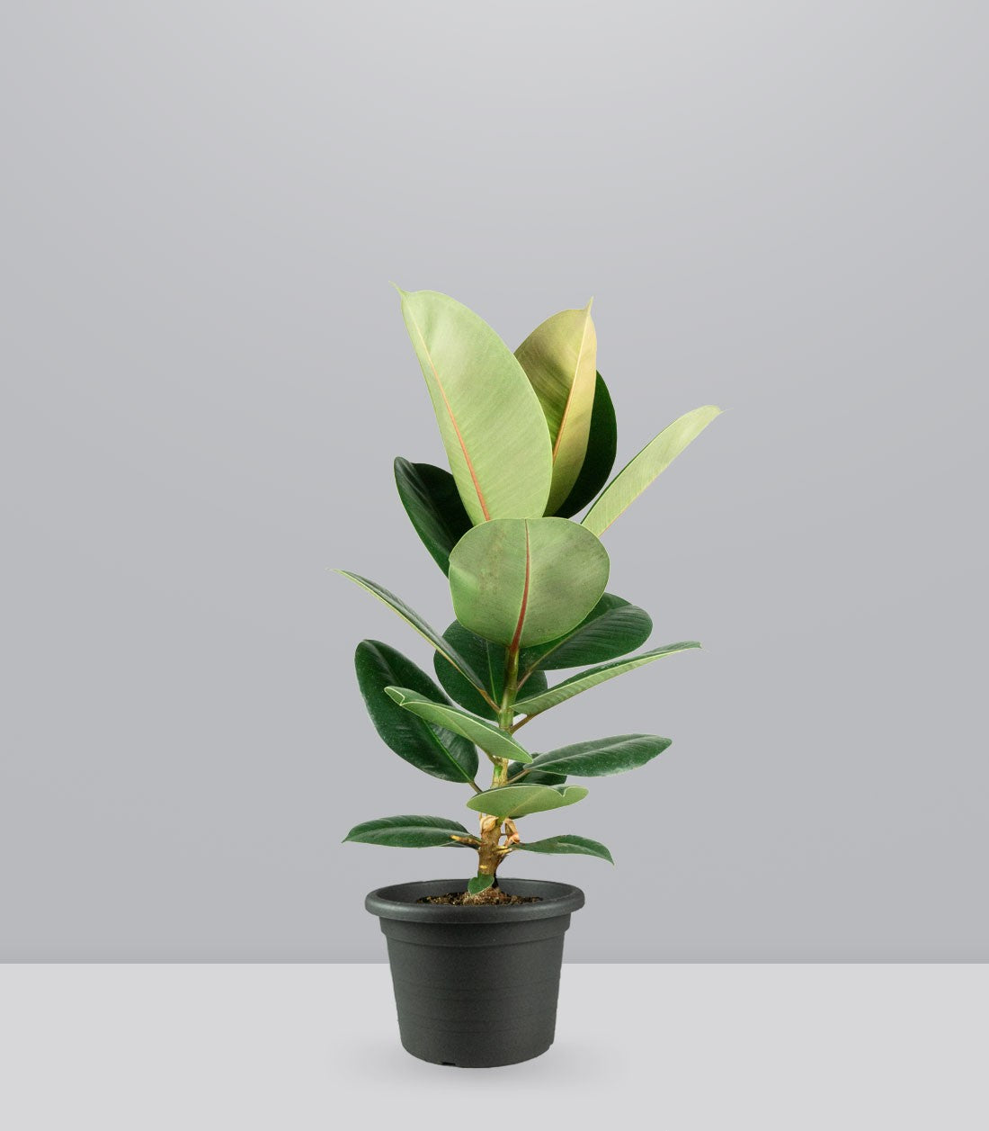 Ficus Elastica Robusta - H70 cm in Vaso Ø20
