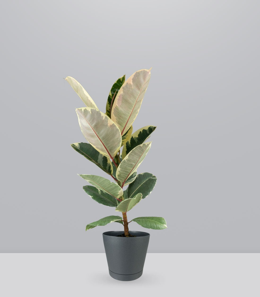 Ficus Tineke Bianco – H70 cm in Vaso Ø20