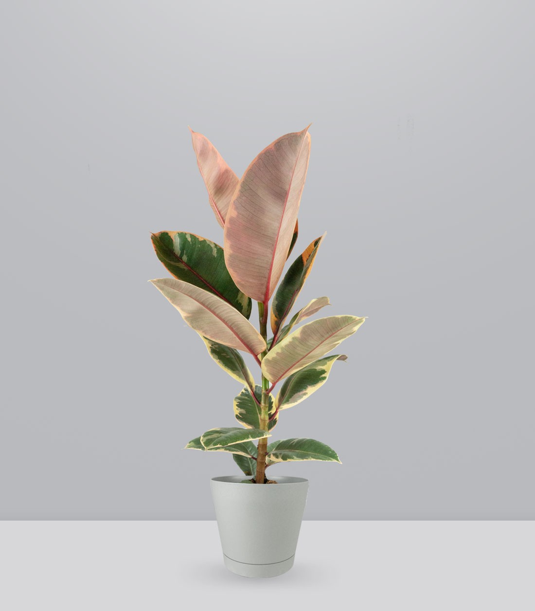 Ficus Tineke Rosa – H70 cm in Vaso Ø20
