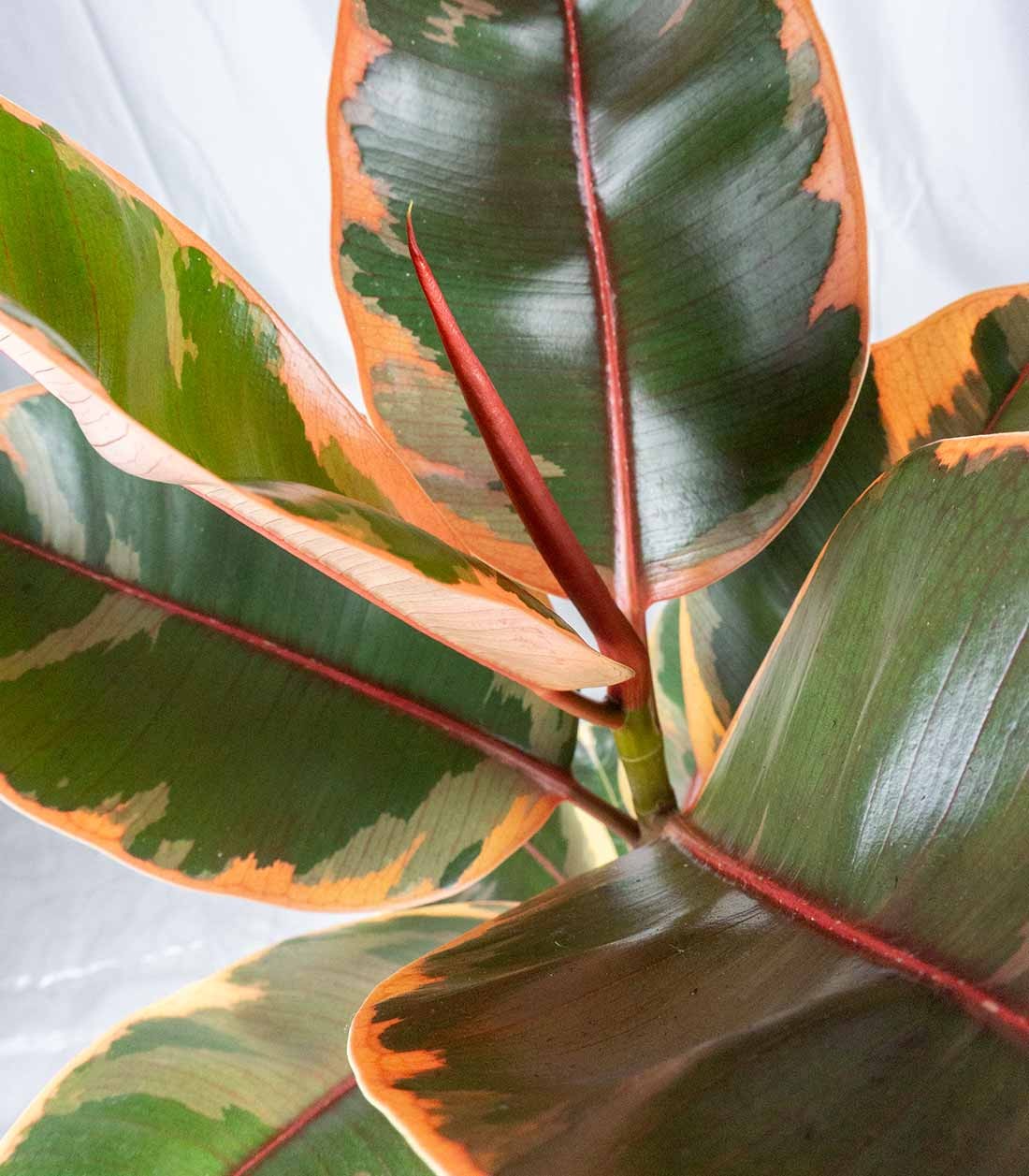 Ficus Tineke Rosa – H70 cm in Vaso Ø20