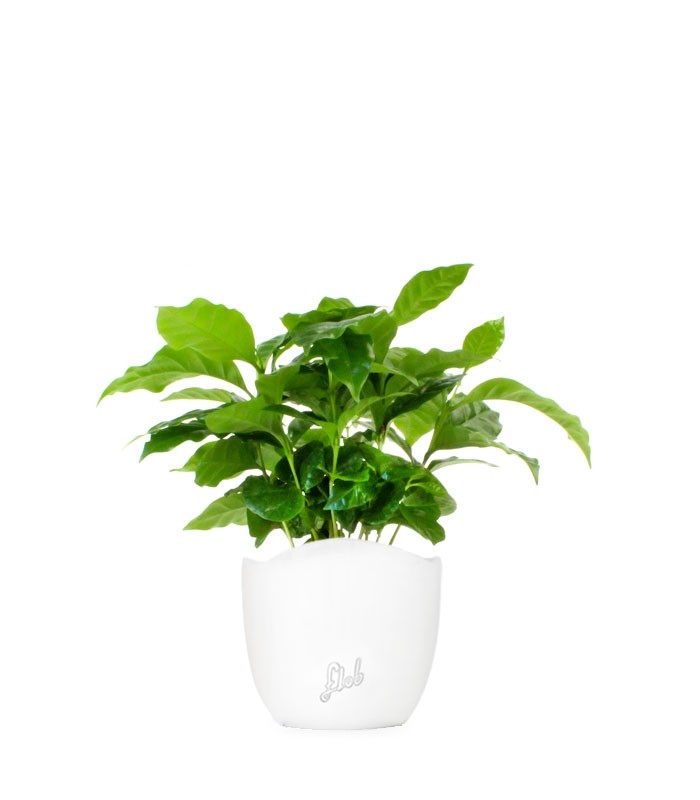 Pianta di Caffè Arabica