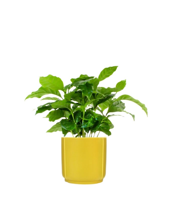 Pianta di Caffè Arabica